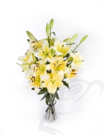 GV2384